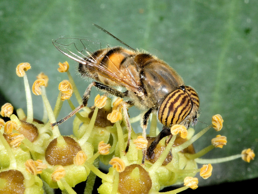 Hedera helix